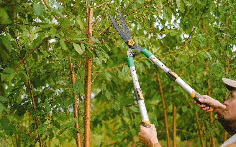 Tree trimming in Mexico, IN