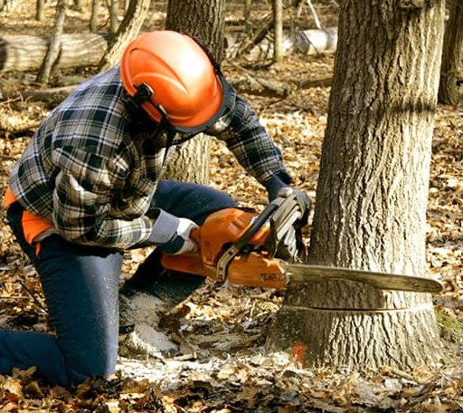 Tree Removal in Mexico, IN